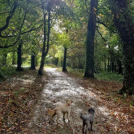 Country 5km From Doneraile Casa vacanze Shanballymore